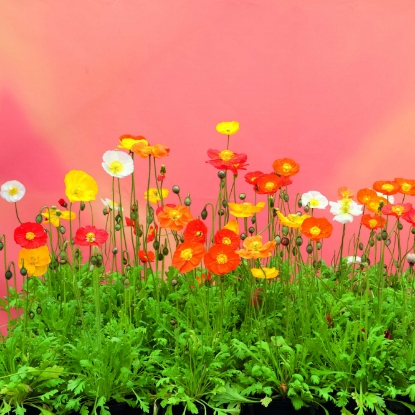 Picture of Papaver Nudicaule - Garden Gnome